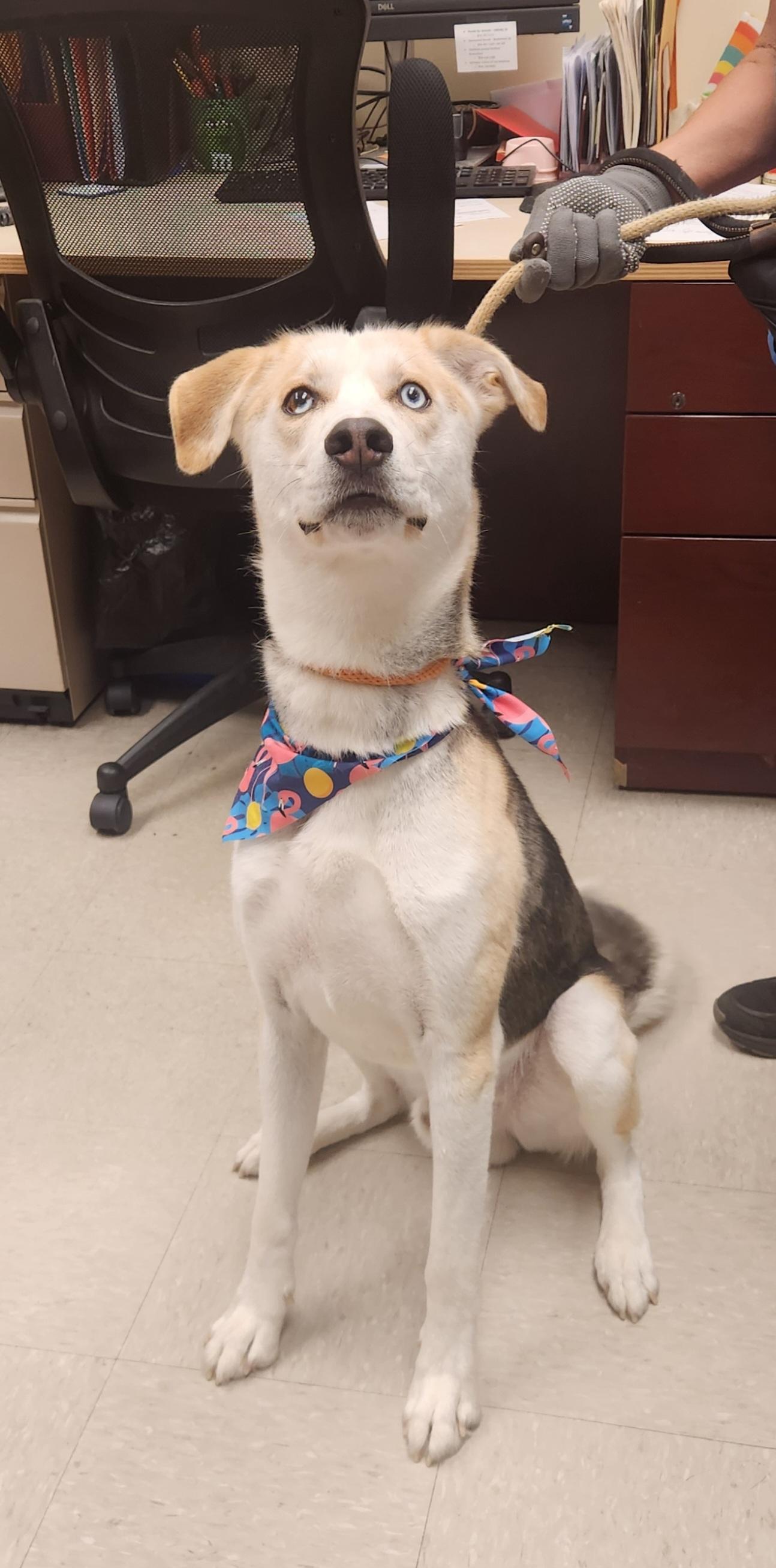Cyrus, a ADOPTABLE Husky in Clayton, NJ image 2/3