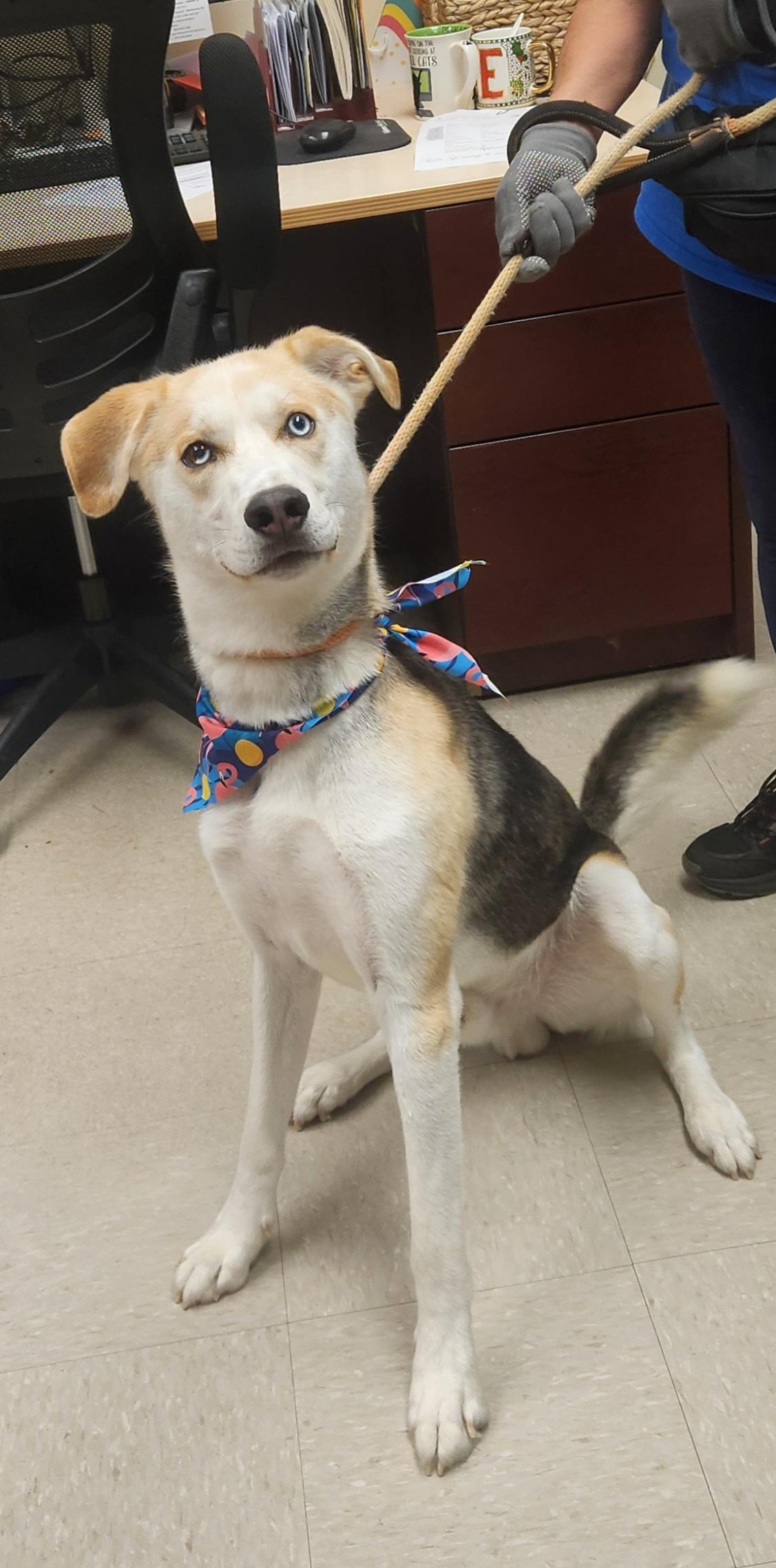 Cyrus, a ADOPTABLE Husky in Clayton, NJ image 1/3