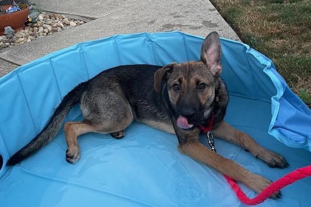 Ozzy, a Adoptable mixed breed in Parma Heights, OH image 2/2