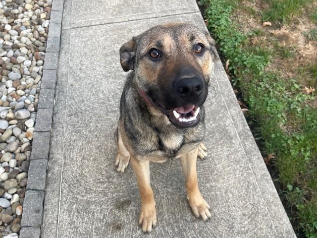 Ozzy, a Adoptable mixed breed in Parma Heights, OH image 1/2