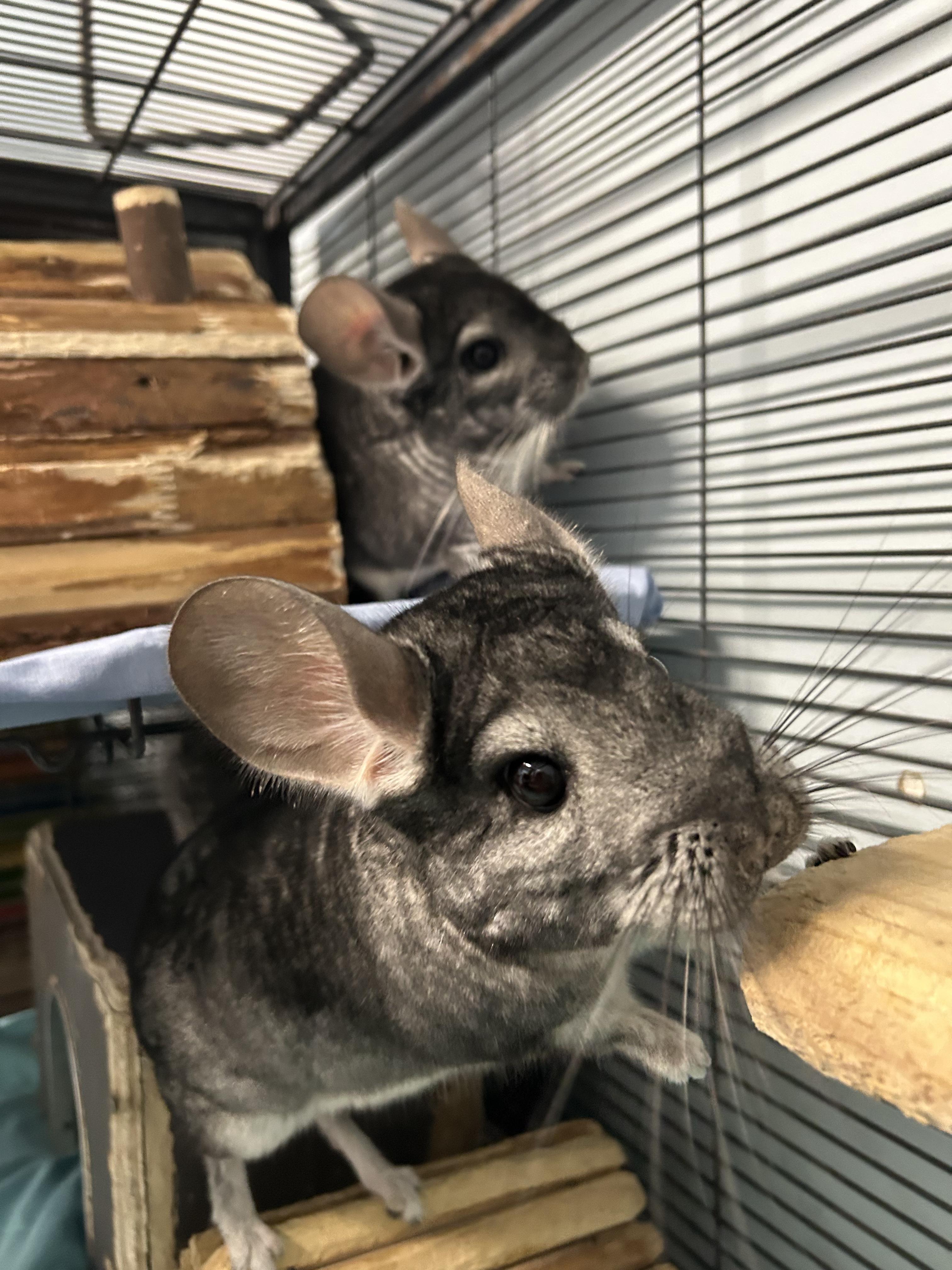 Mario and Luigi **Adoption Pending!** 1