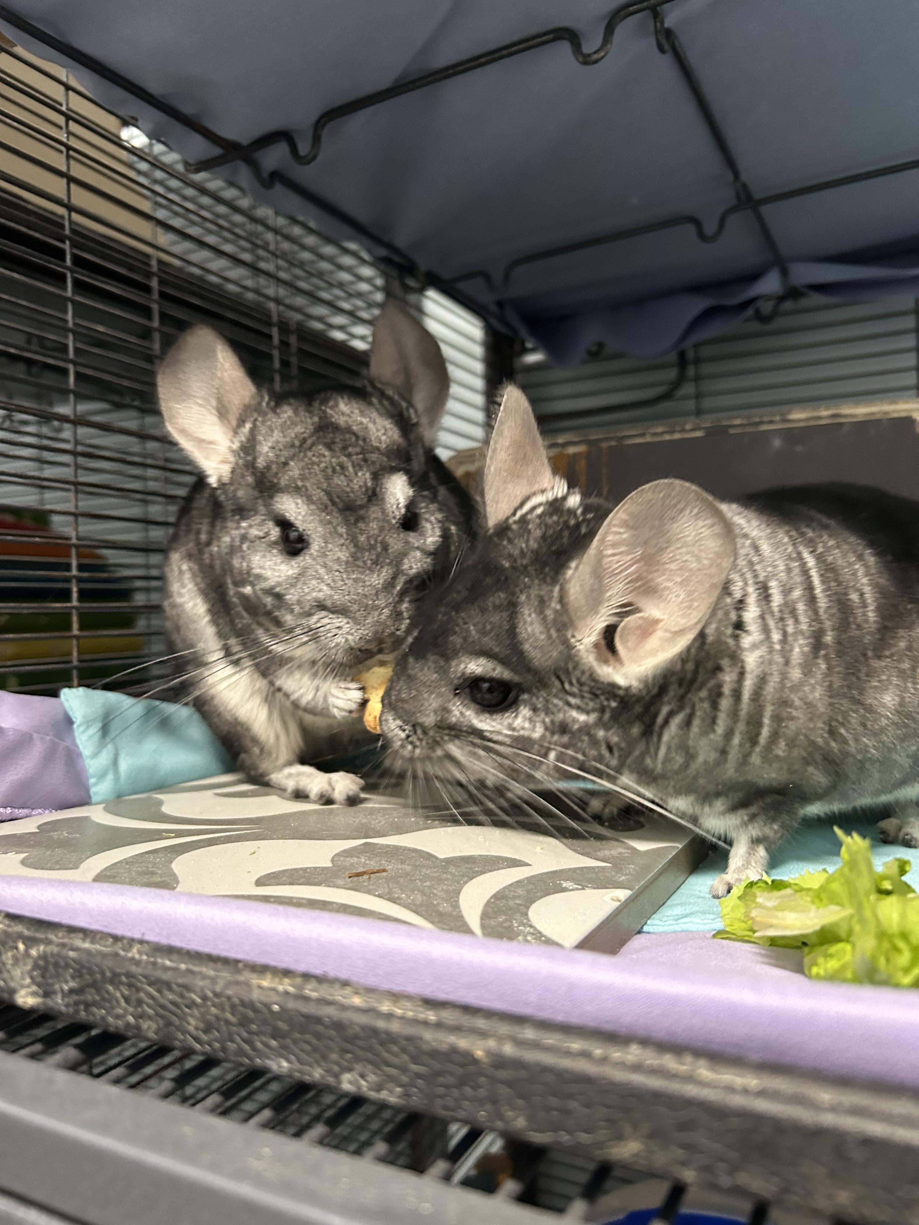 Mario and Luigi **Adoption Pending!** 3