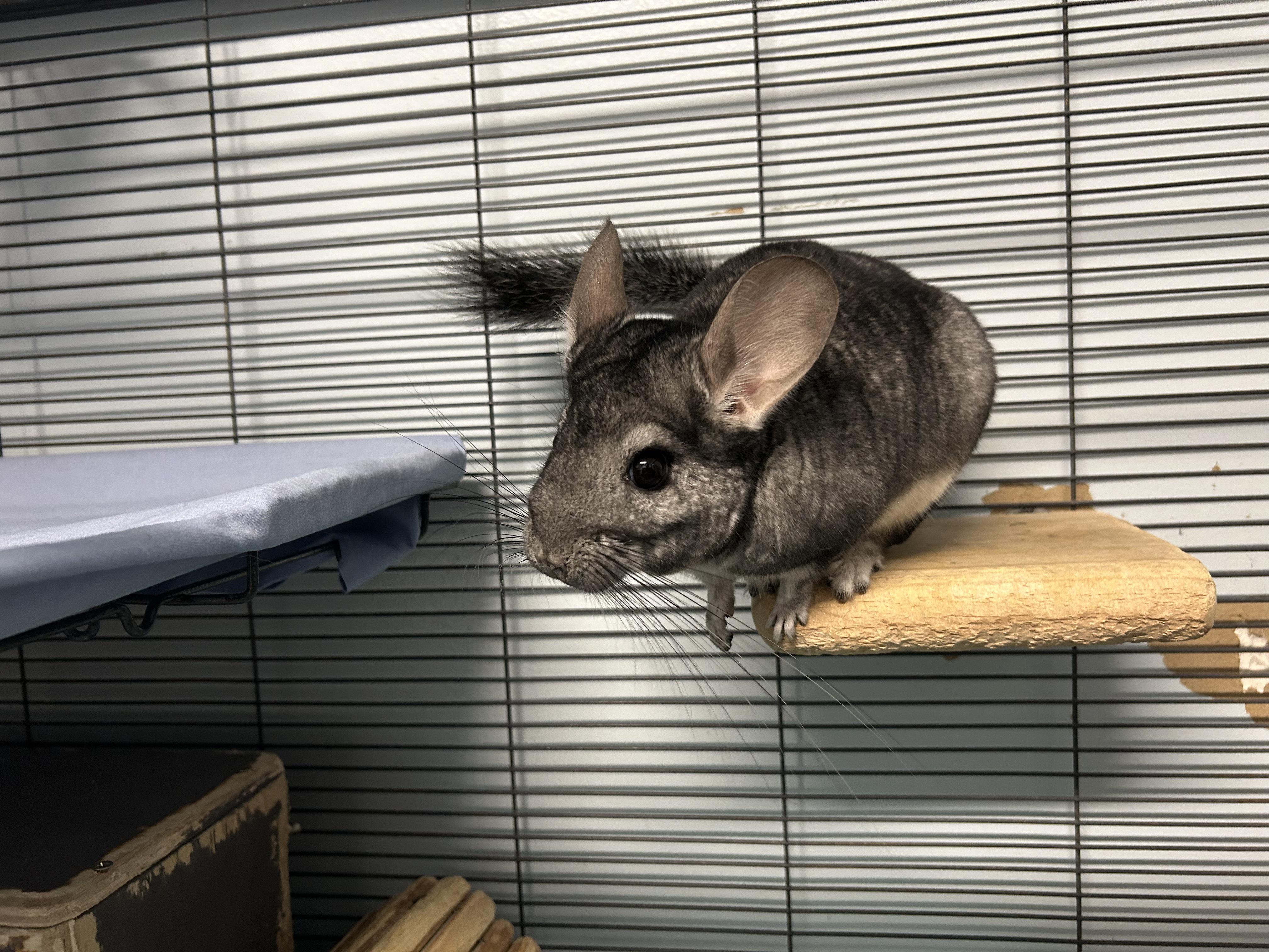 Mario and Luigi **Adoption Pending!** 2