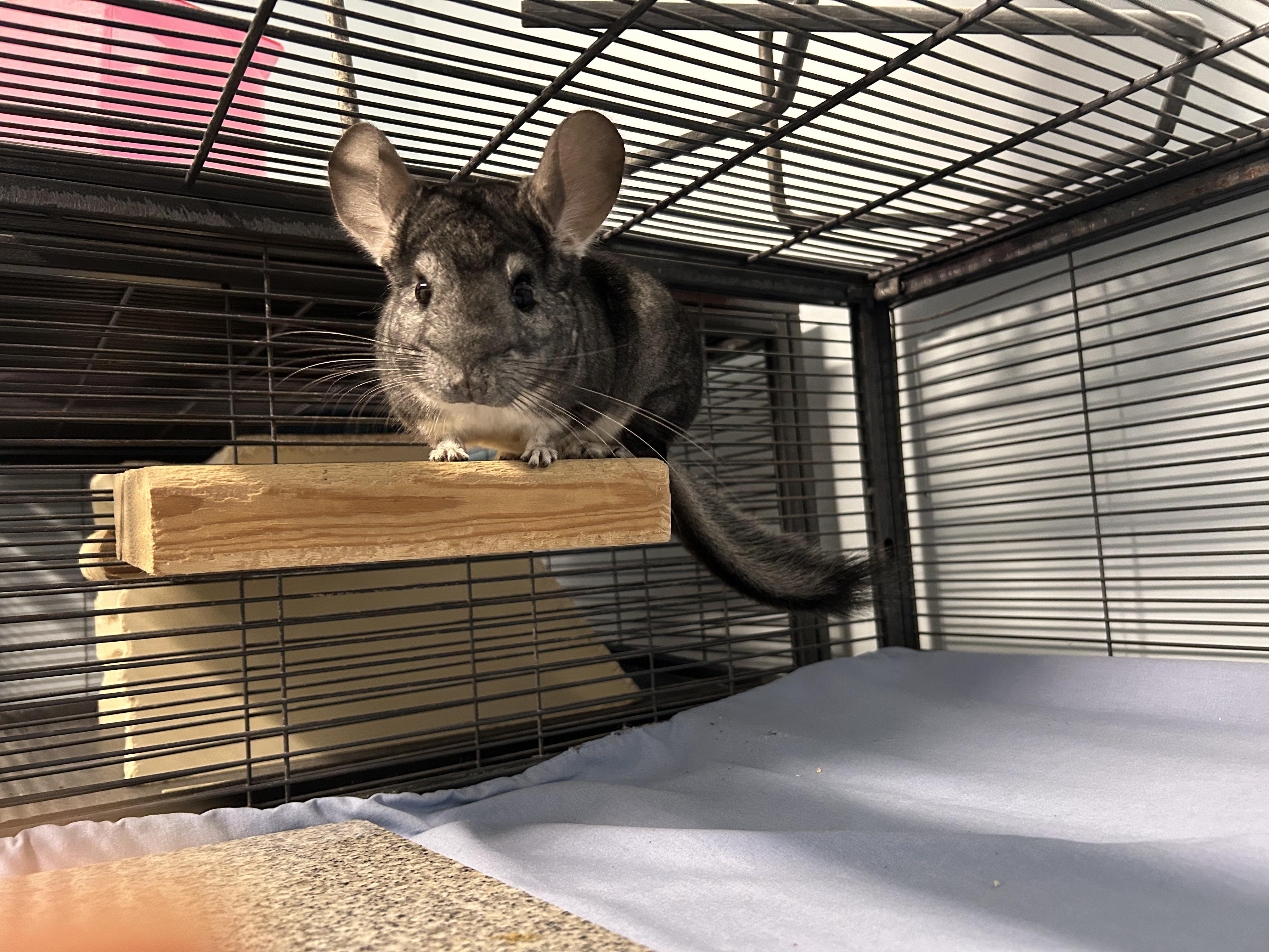 Mario and Luigi **Adoption Pending!** 4