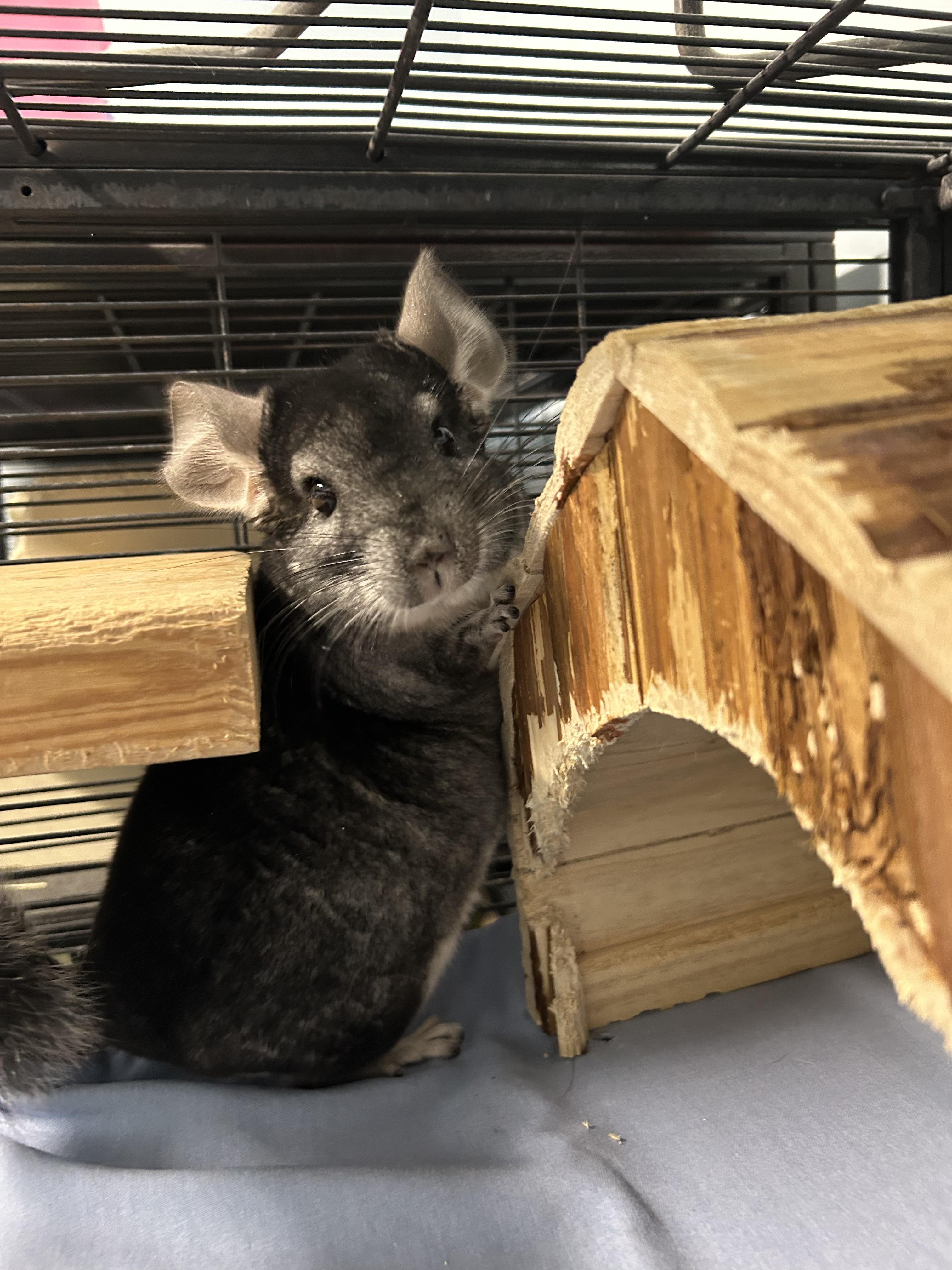 Mario and Luigi **Adoption Pending!** 5