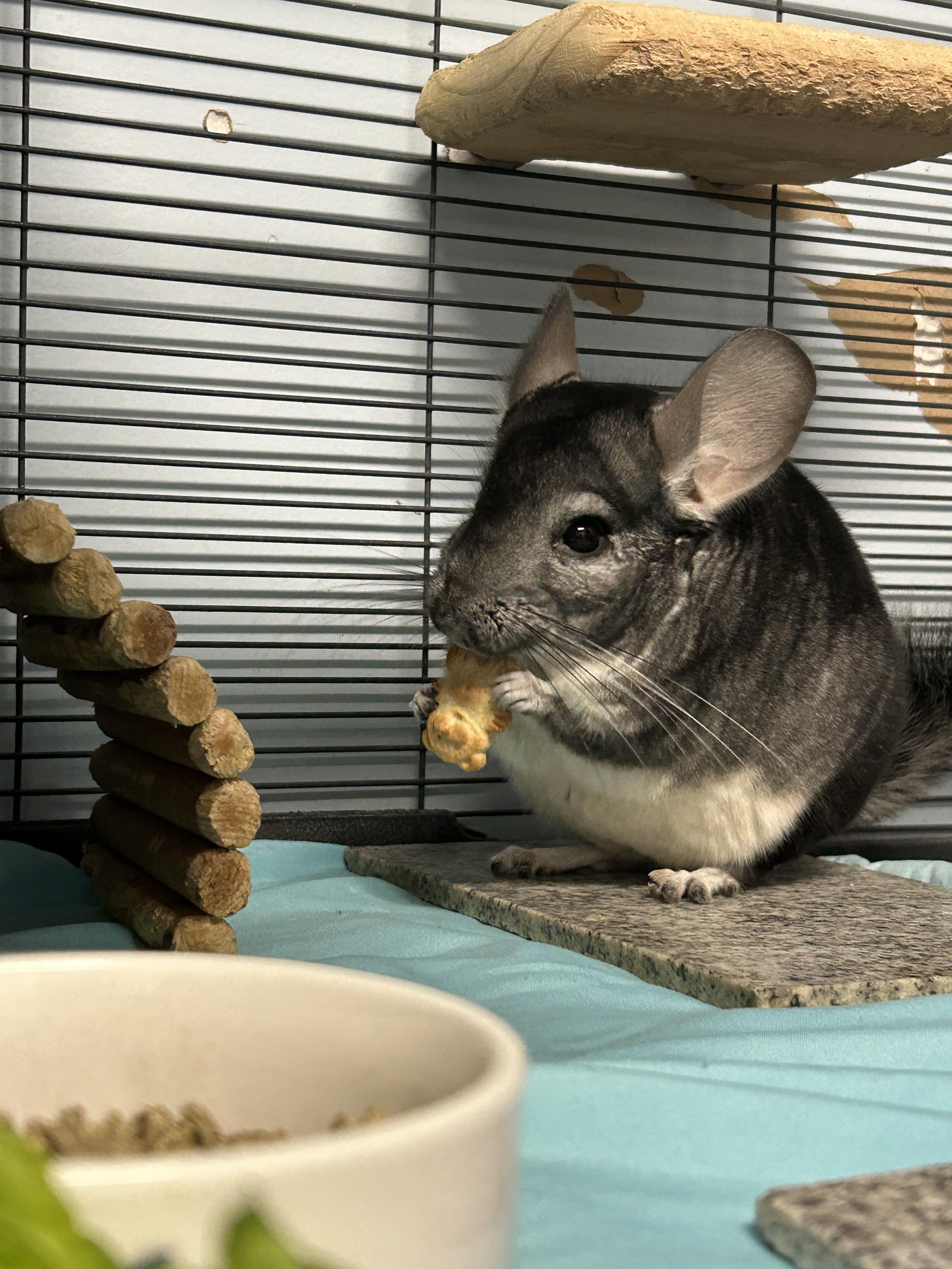 Mario and Luigi **Adoption Pending!** 6