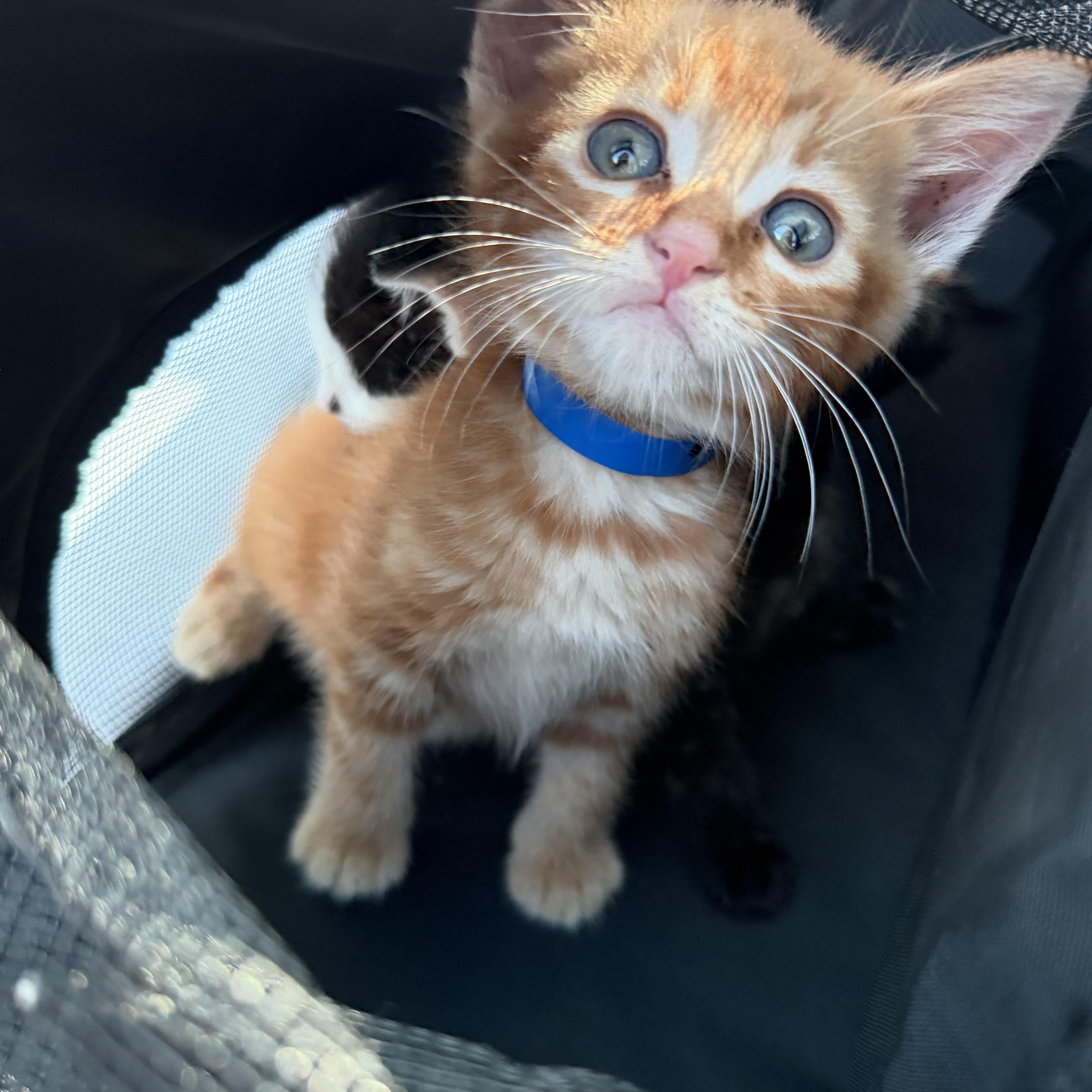 Enlarge Cheeto (FIV), a Adoptable Tabby in atlanta, GA image 2/4
