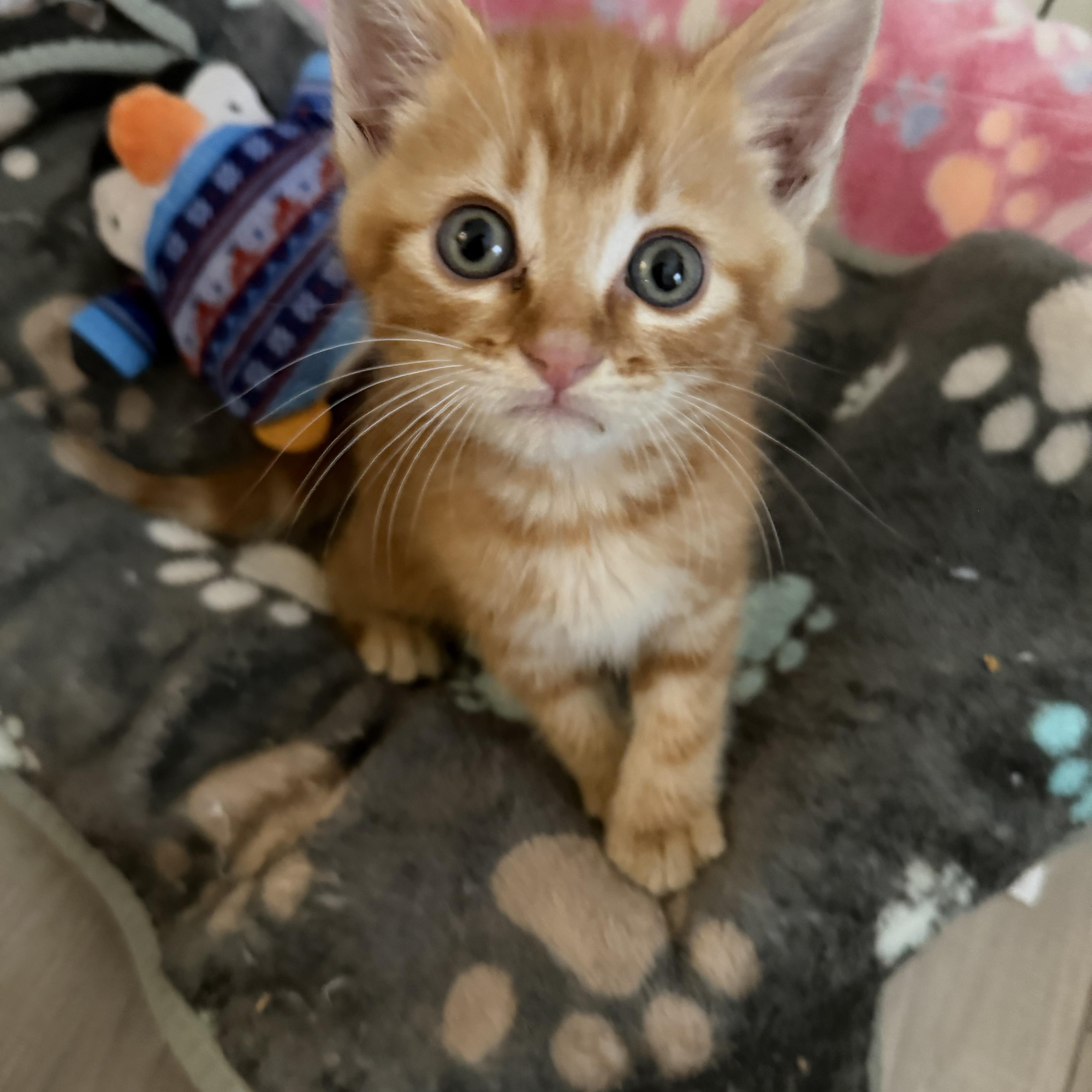 Cheeto (FIV), Adoptable, Kitten Male Tabby.