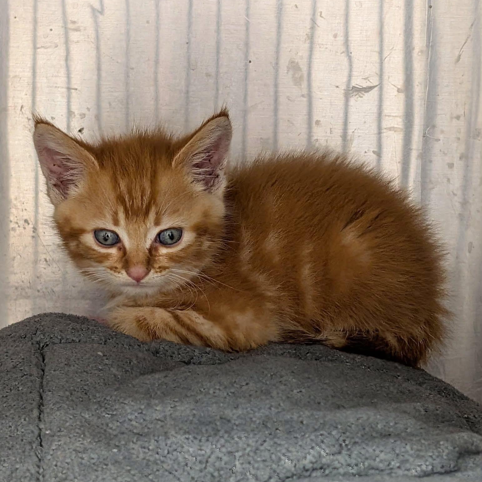 Enlarge Cheeto (FIV), a Adoptable Tabby in atlanta, GA image 3/4