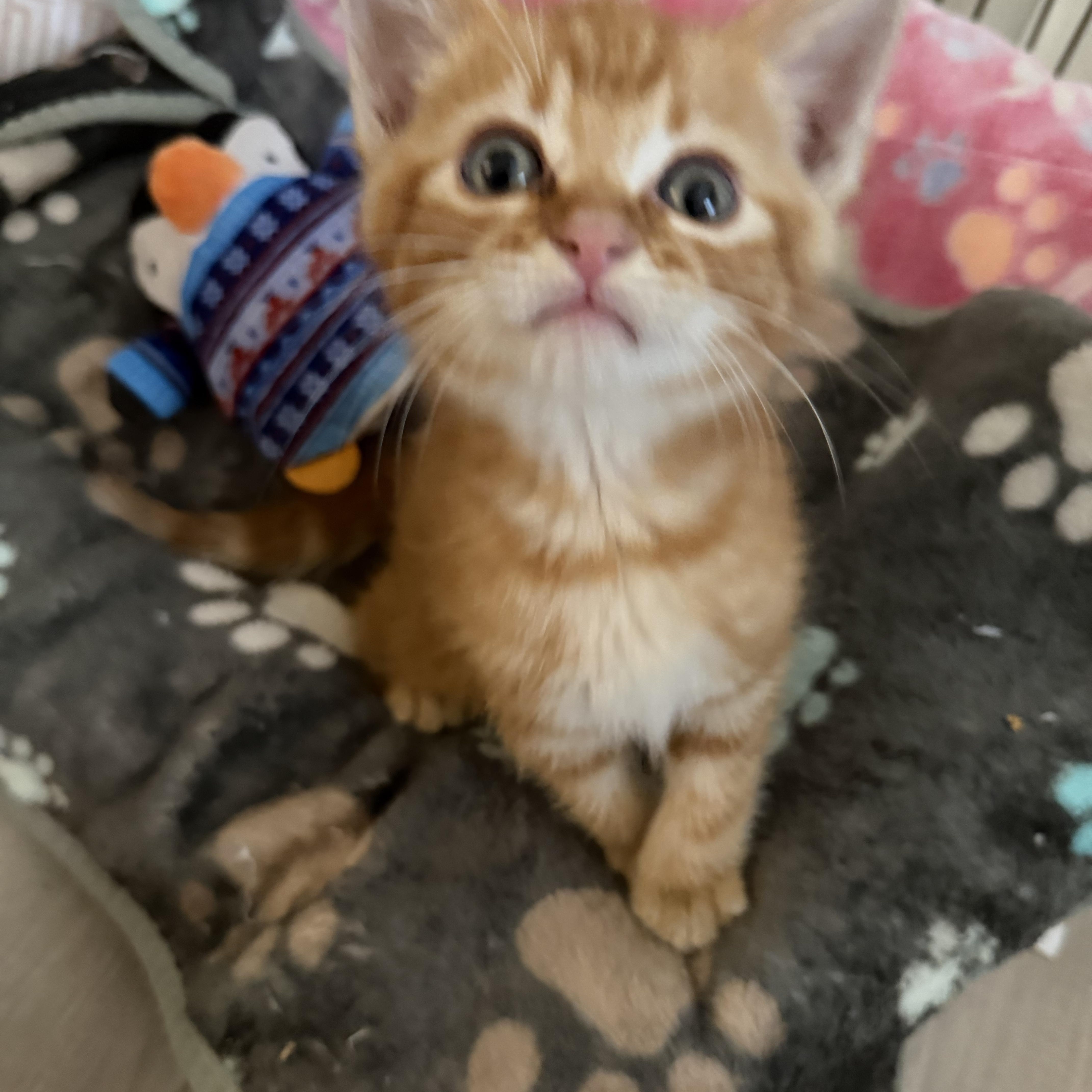 Enlarge Cheeto (FIV), a Adoptable Tabby in atlanta, GA image 4/4