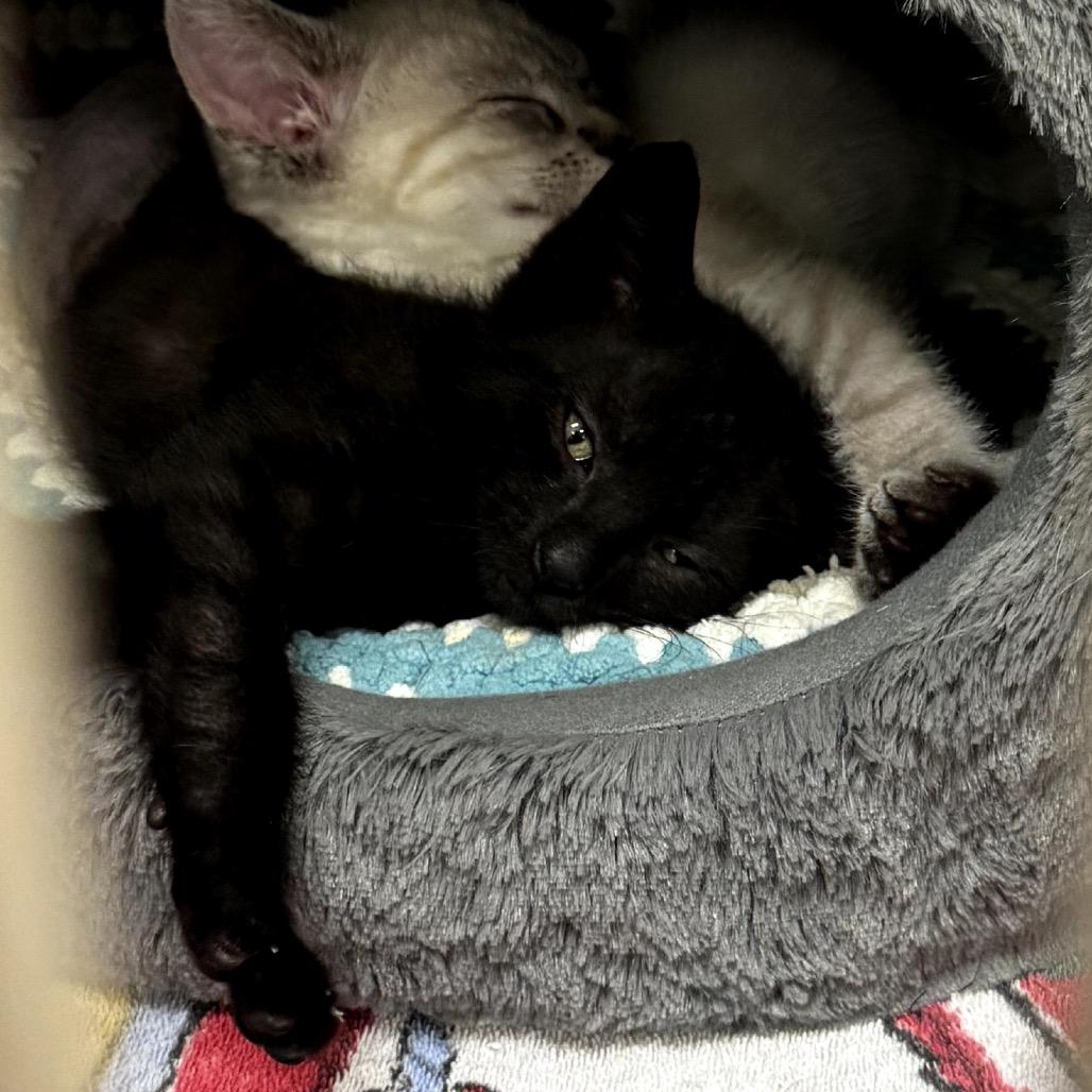 Enlarge Zorro, a Adoptable Domestic Short Hair in North Port, FL image 1/1