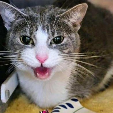 Bean — thumbnail 2