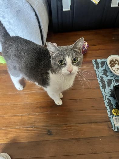 Bean — thumbnail 6