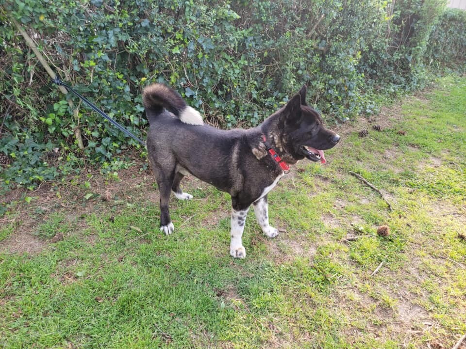 Onyx, Adoptable, Adult Male Akita.