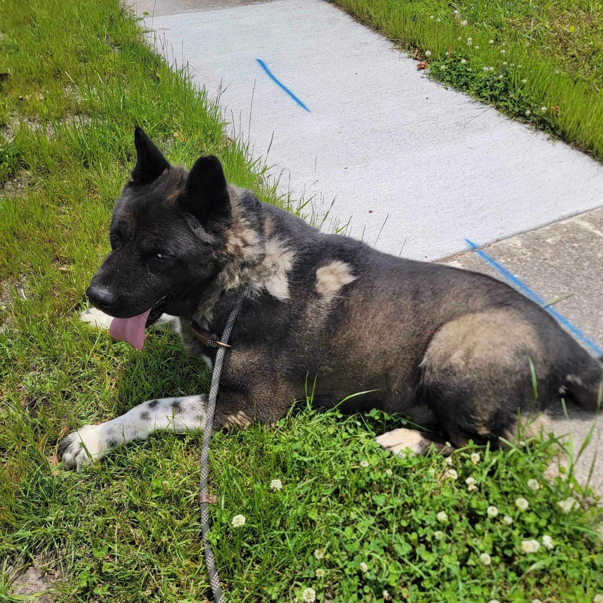 Onyx, a Adoptable Akita image 2/10