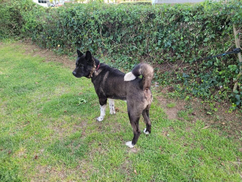 Onyx, a Adoptable Akita image 4/10