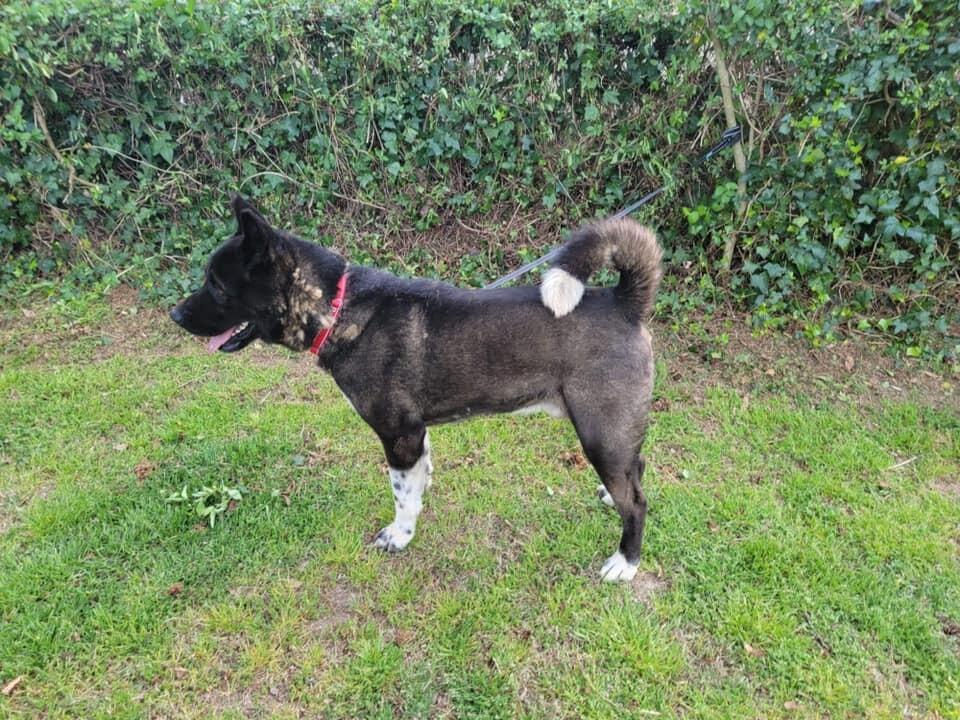 Onyx, a Adoptable Akita image 5/10