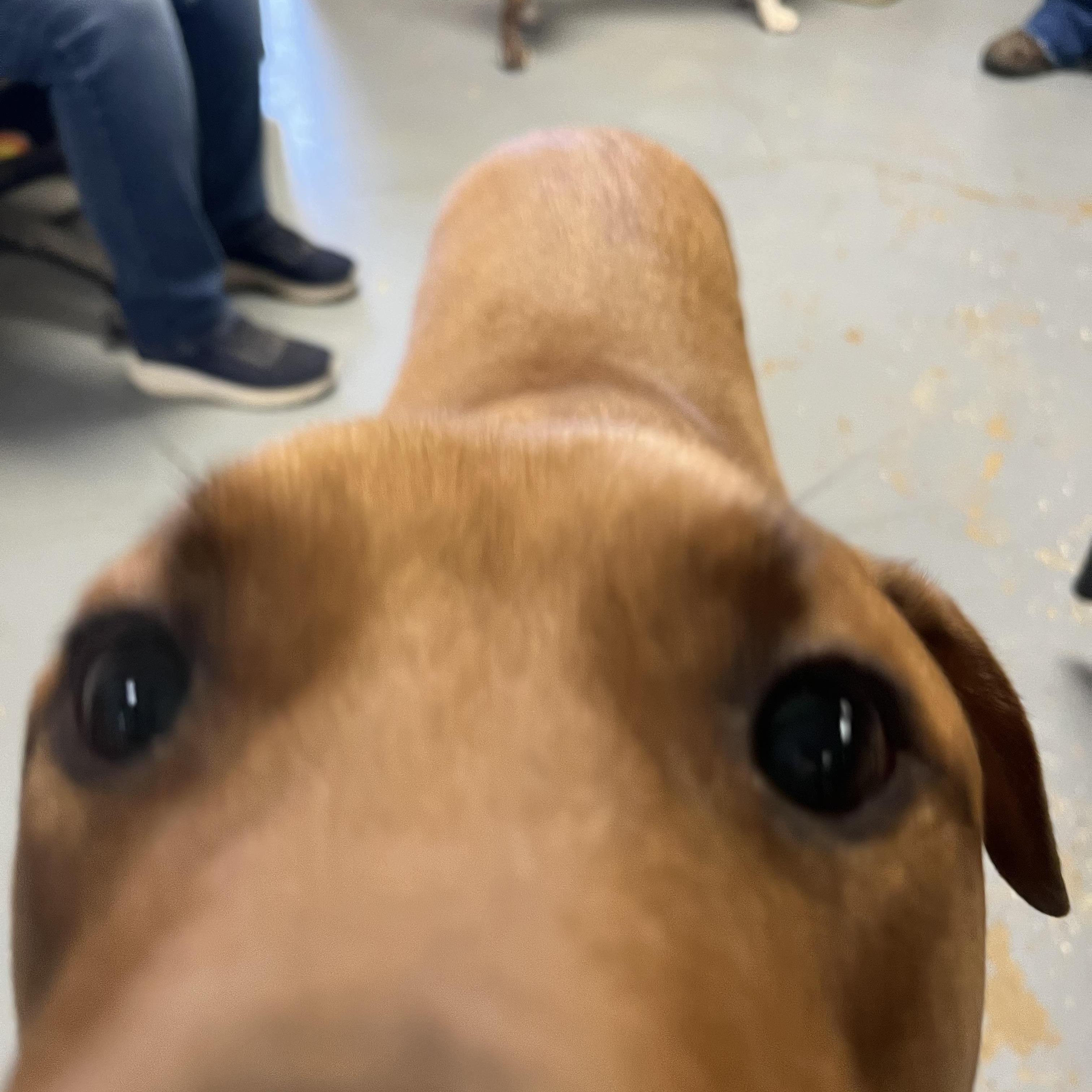 Luke, a Adoptable mixed breed in Shelbyville, TN image 1/4