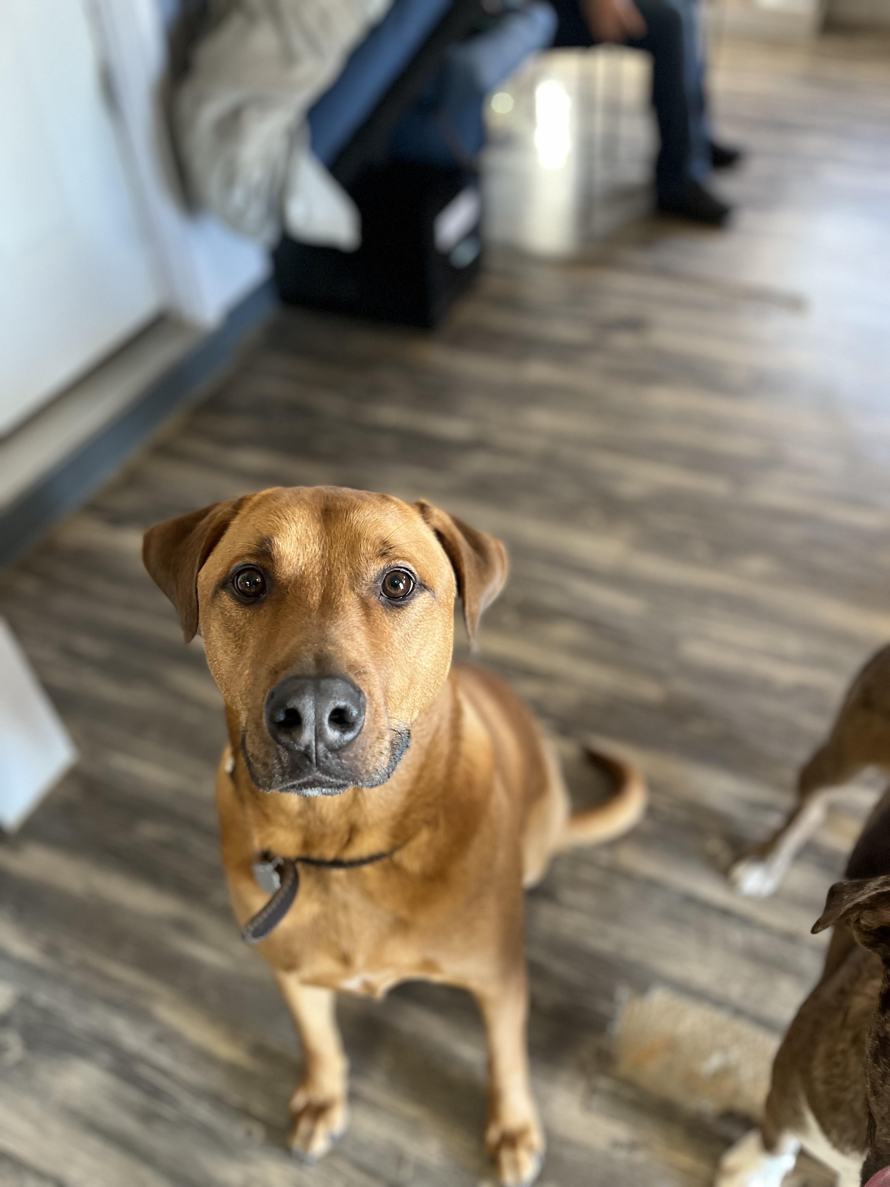 Luke, a Adoptable mixed breed in Shelbyville, TN image 2/4