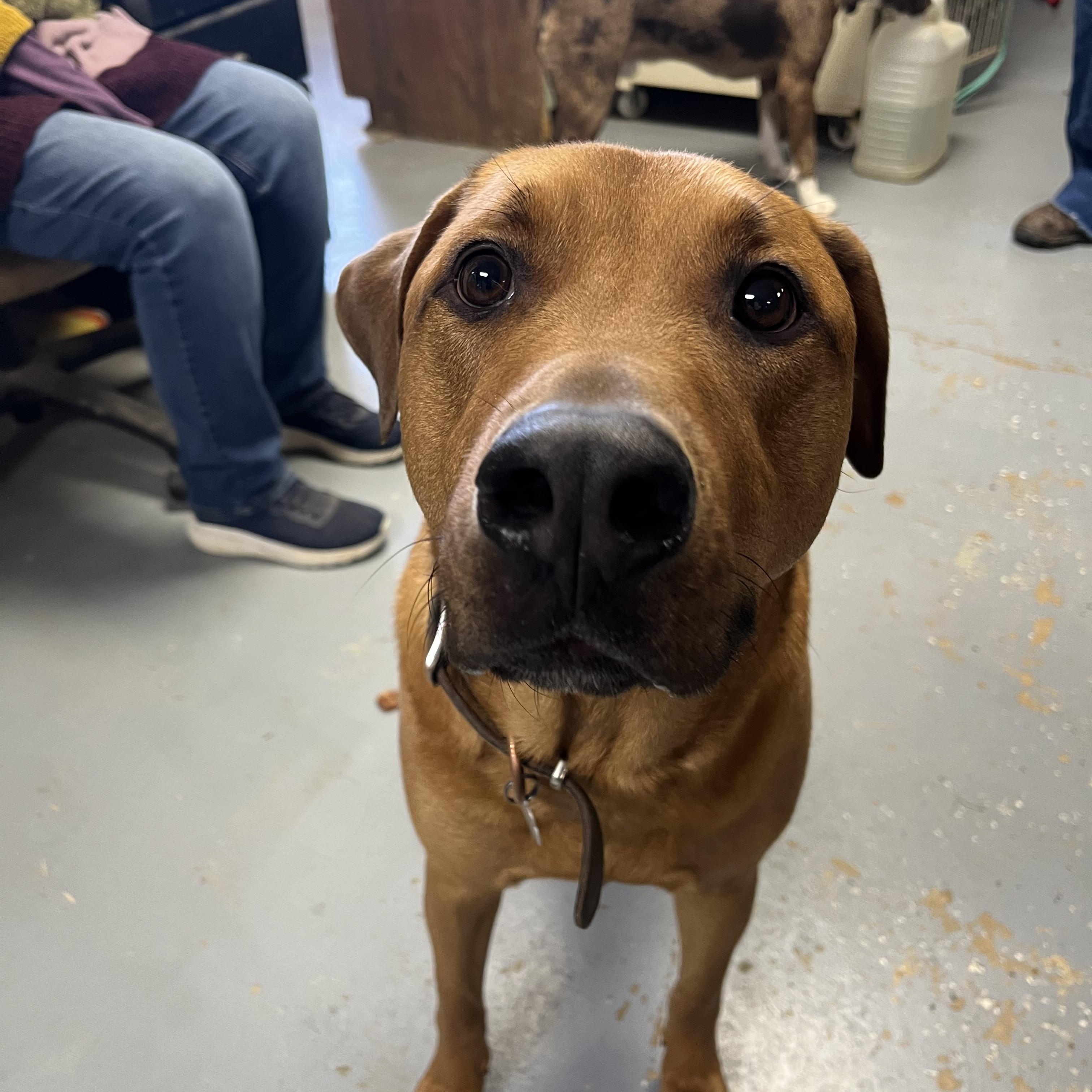 Luke, a Adoptable mixed breed in Shelbyville, TN image 3/4