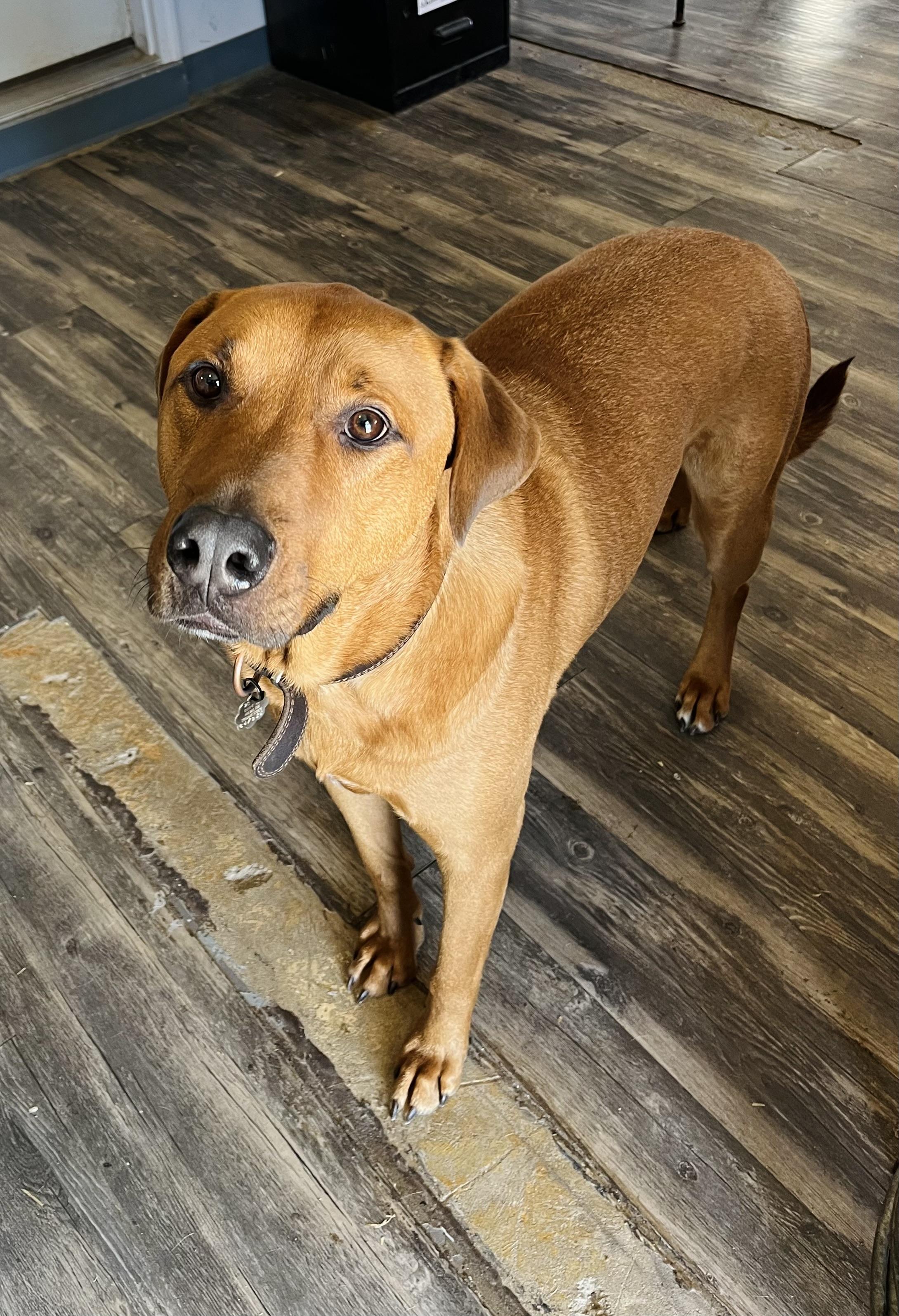 Luke, a Adoptable mixed breed in Shelbyville, TN image 4/4