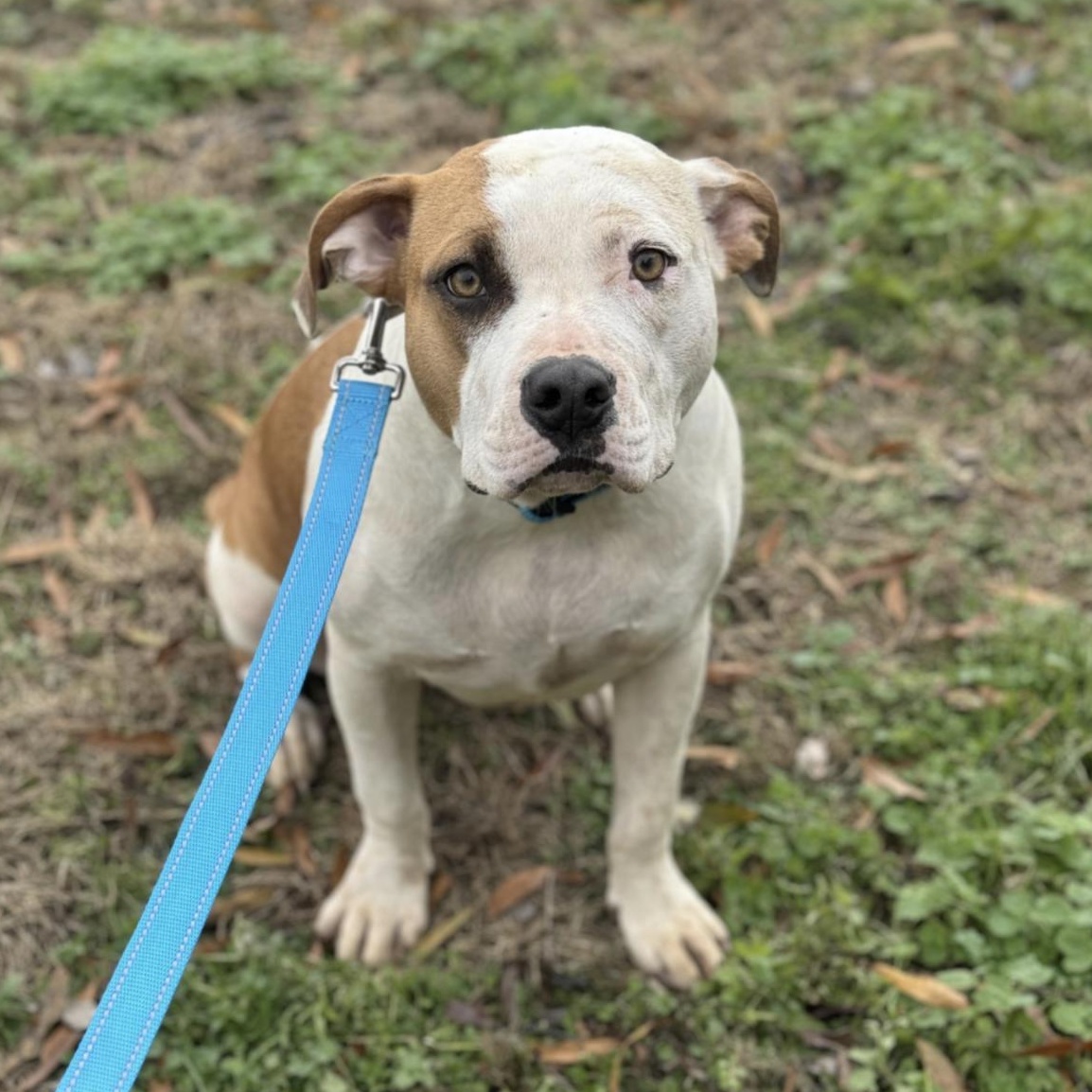 Scarlett, adopted, Young Female Pit Bull Terrier.