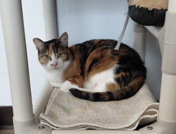 Enlarge Ember, a Adoptable mixed breed in McMinnville, OR image 1/1