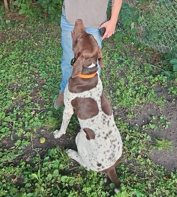Enlarge Gunner - Foster Needed!, a Adoptable German Shorthaired Pointer in Omaha, NE image 1/2