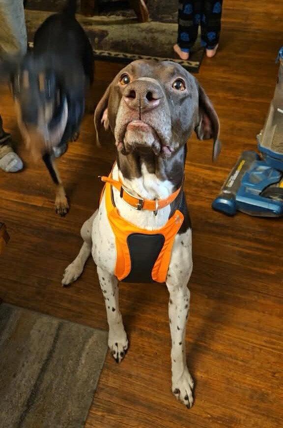 Enlarge Gunner - Foster Needed!, a Adoptable German Shorthaired Pointer in Omaha, NE image 2/2
