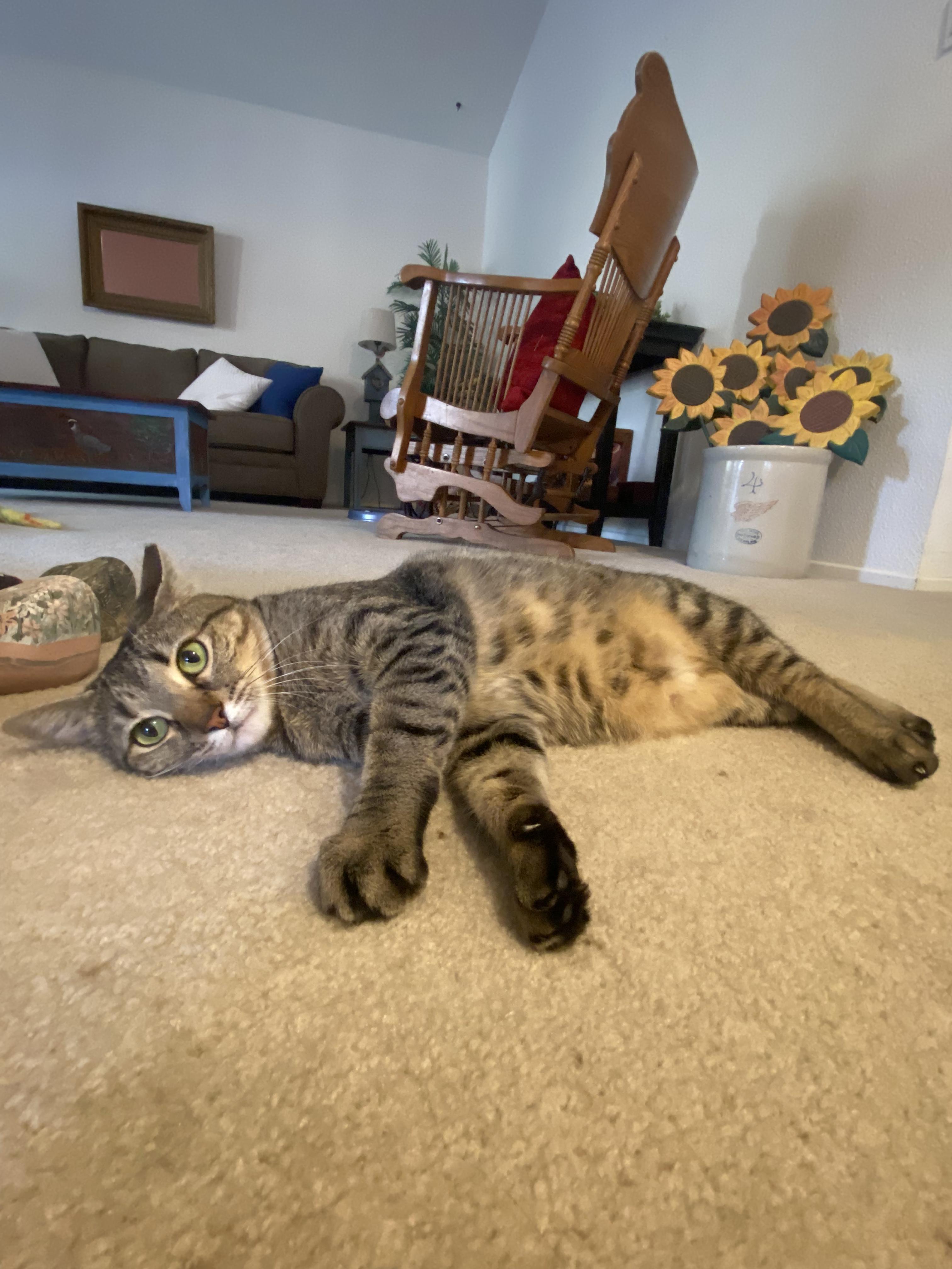 Molly, Adopted, Young Female Domestic Short Hair.