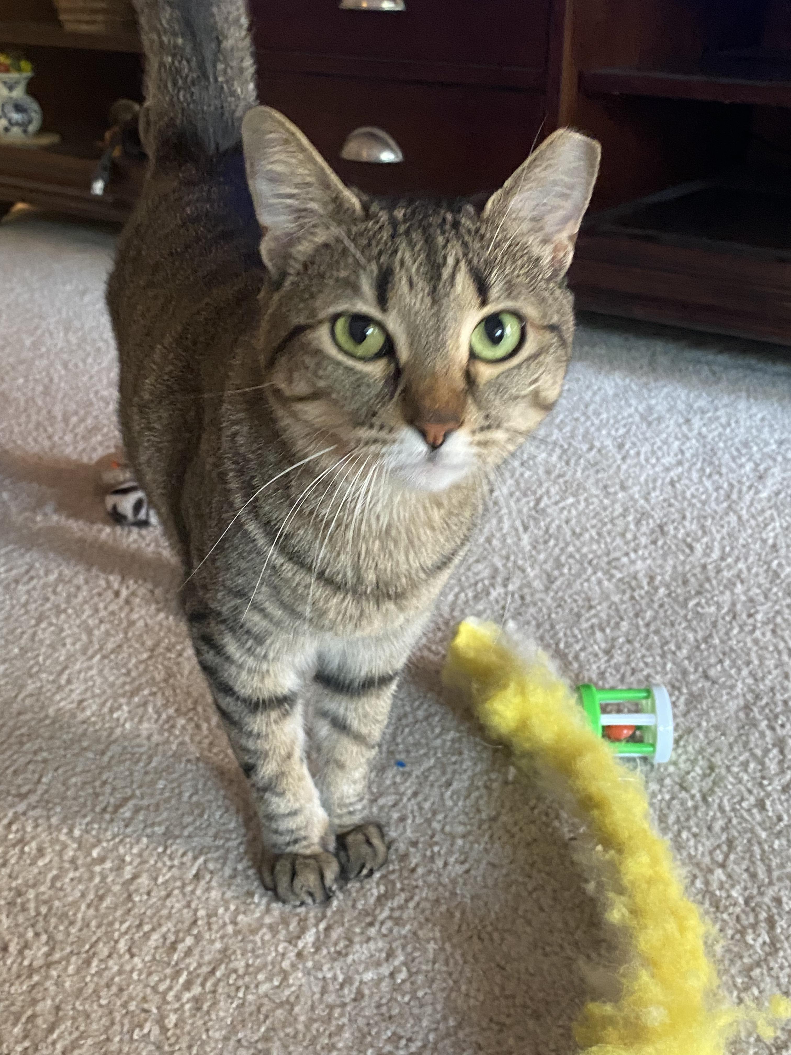 Enlarge Molly, a Adopted Domestic Short Hair in La Quinta, CA image 2/2