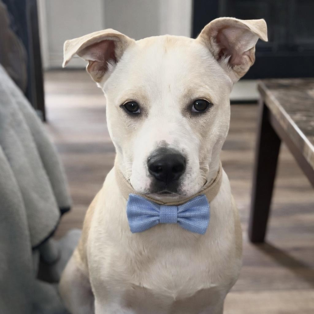 Buddy Gates, adopted, Adult Male Labrador Retriever.