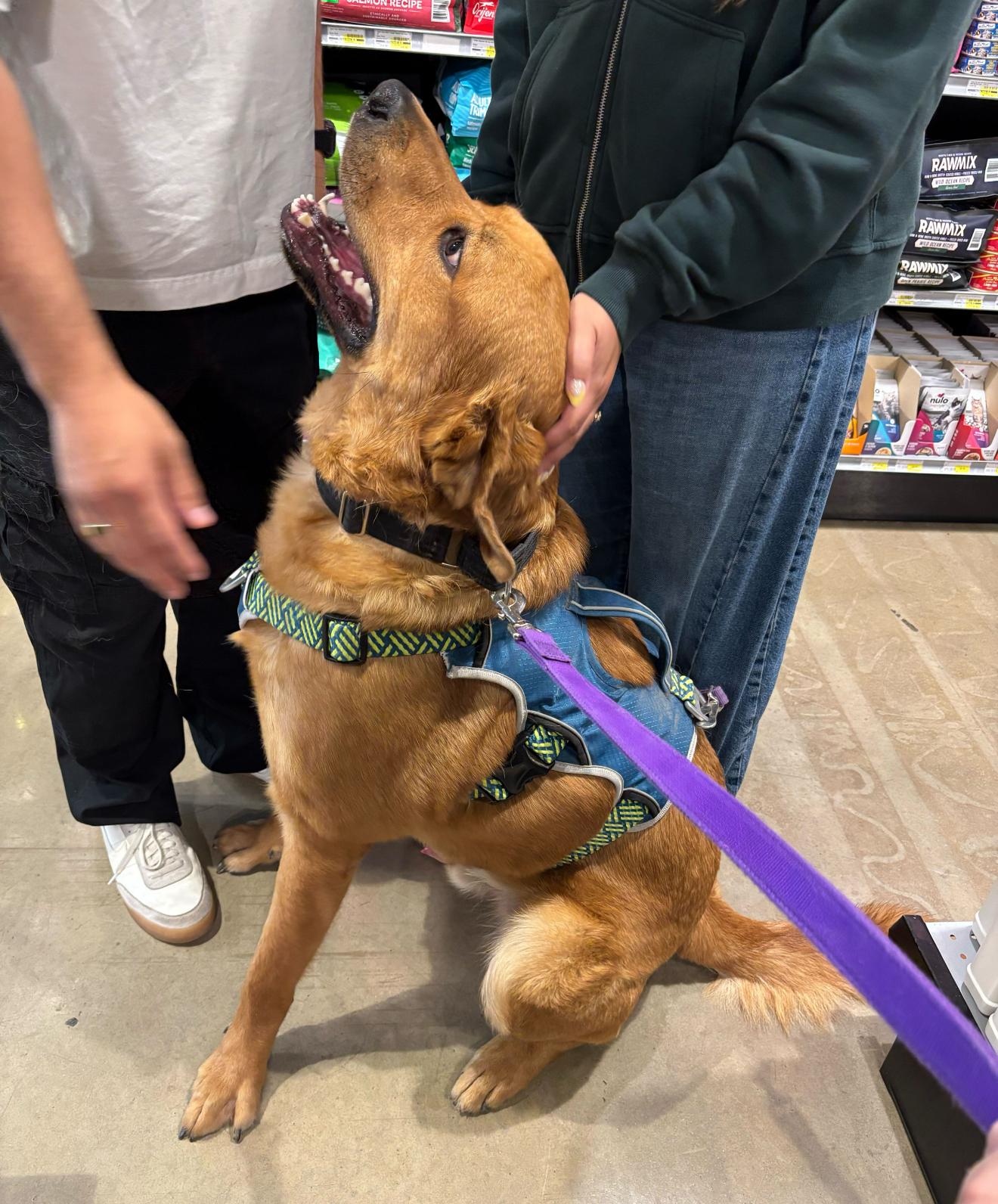 Enlarge Andy, a Adoptable mixed breed in Pflugerville, TX image 5/5