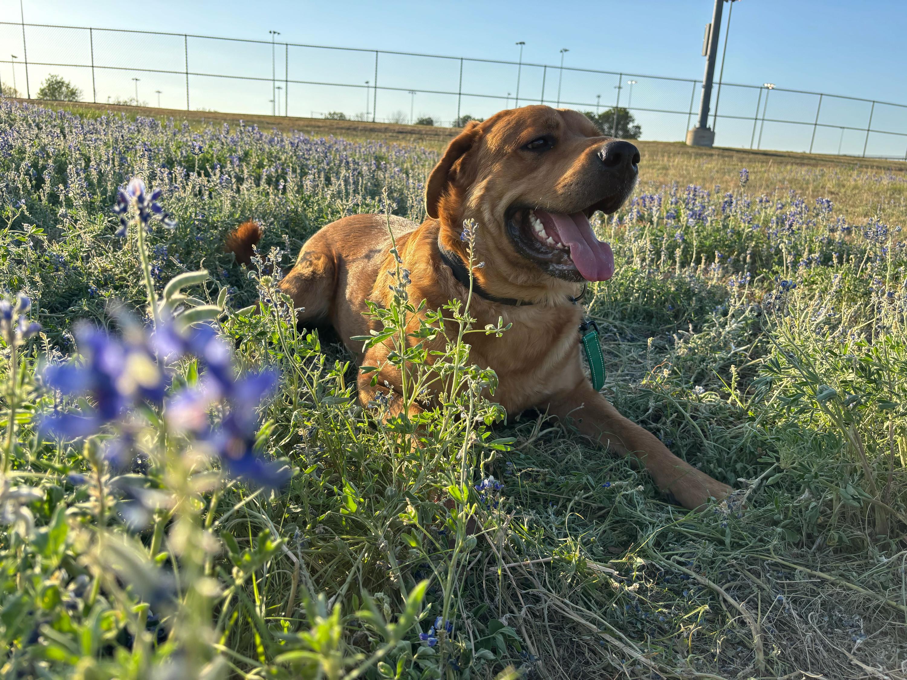 Enlarge Andy, a Adoptable mixed breed in Pflugerville, TX image 4/5