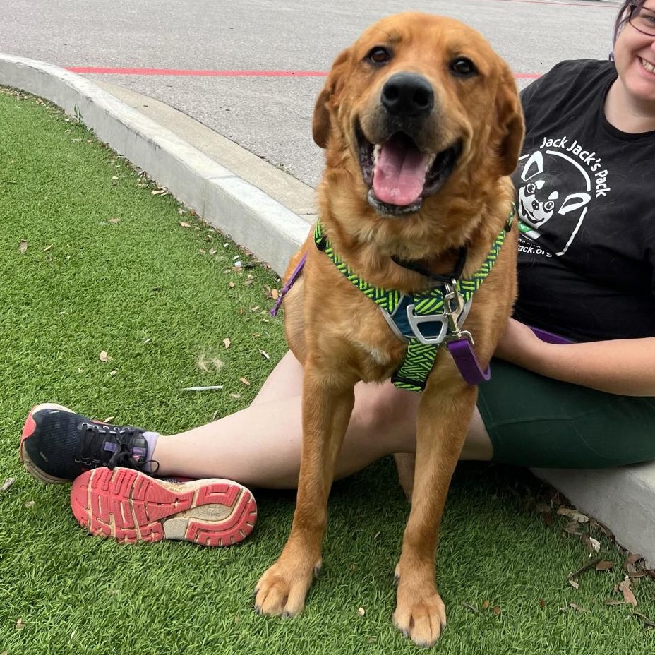 Enlarge Andy, a Adoptable mixed breed in Pflugerville, TX image 1/5