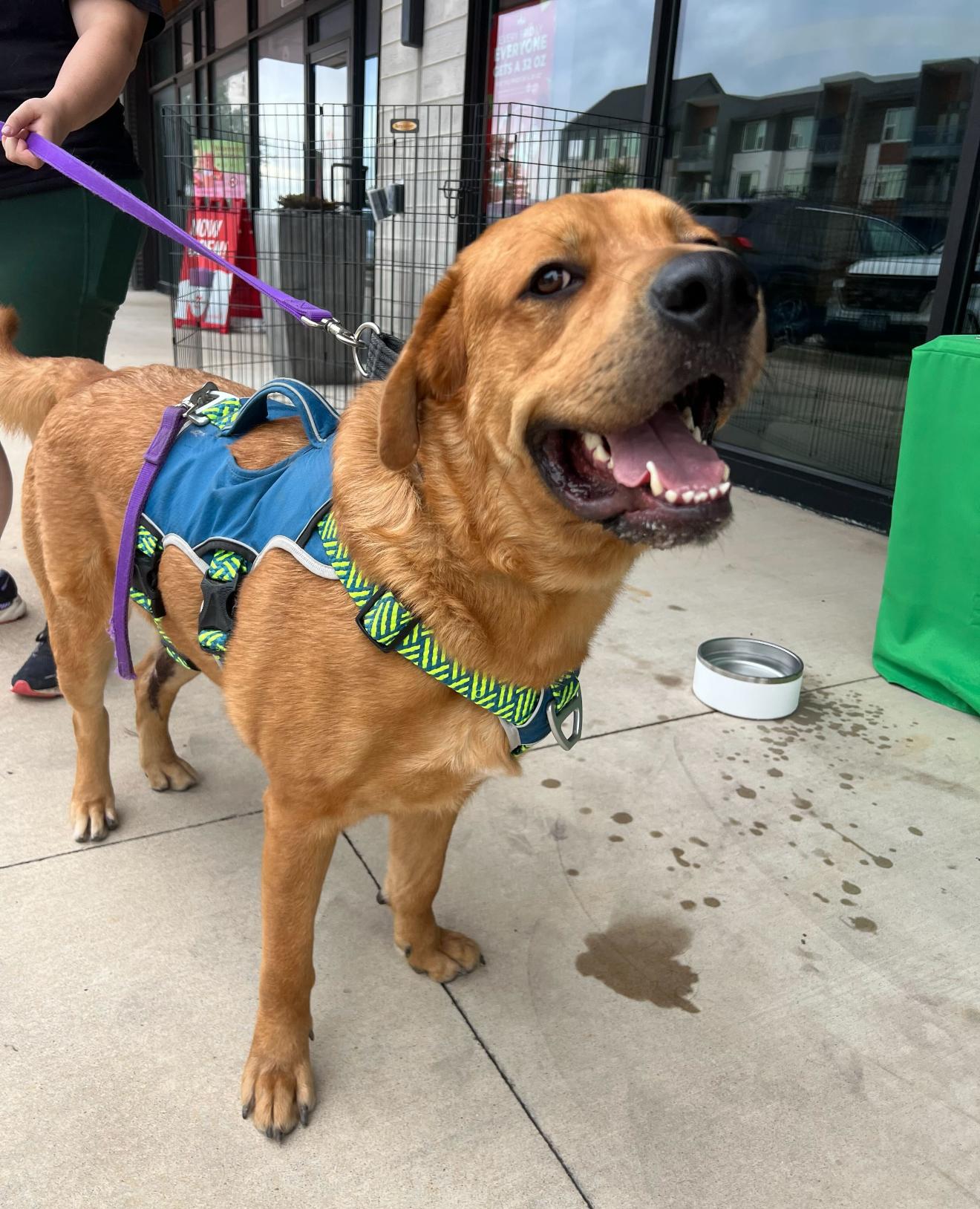 Enlarge Andy, a Adoptable mixed breed in Pflugerville, TX image 2/5