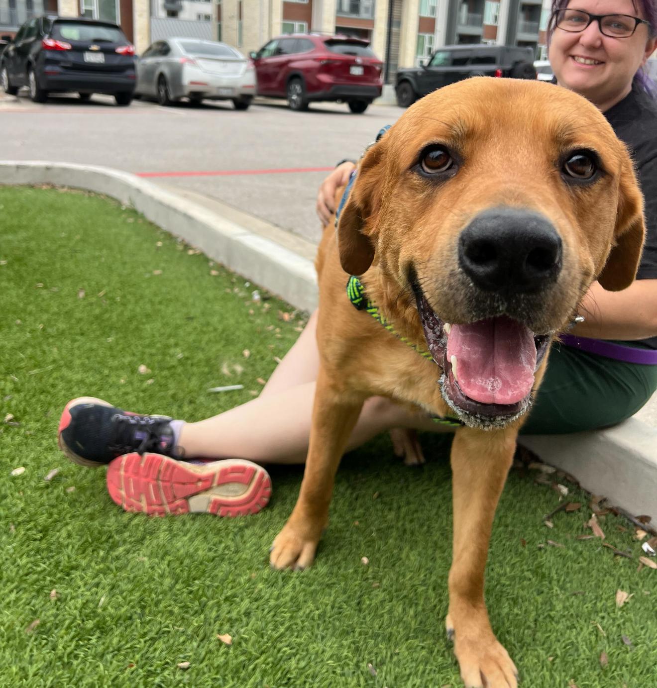 Enlarge Andy, a Adoptable mixed breed in Pflugerville, TX image 3/5