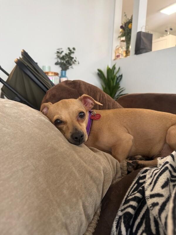 Brandy, Adoptable, Adult Female Chihuahua & Mixed Breed.