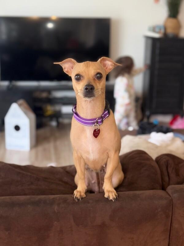 Enlarge Brandy, a Adoptable mixed breed in Van Nuys, CA image 2/6