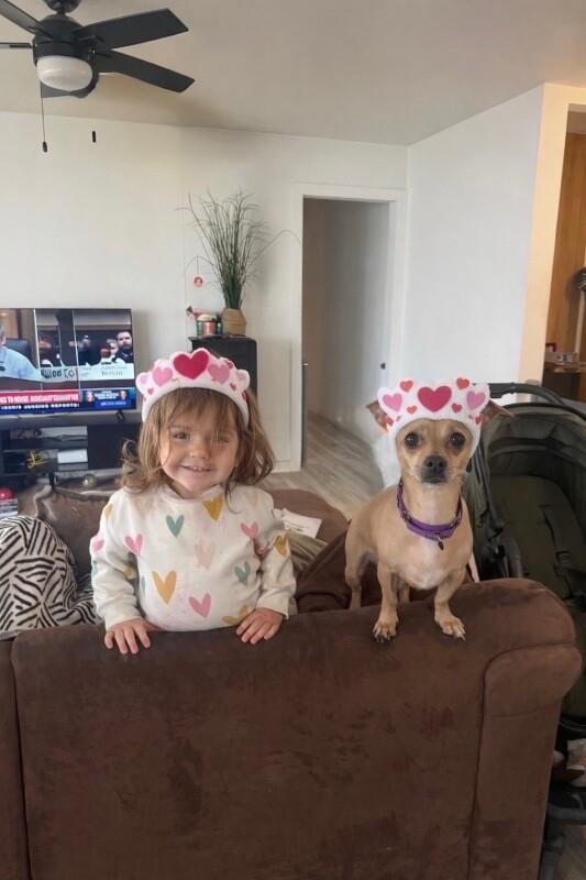 Enlarge Brandy, a Adoptable mixed breed in Van Nuys, CA image 3/6