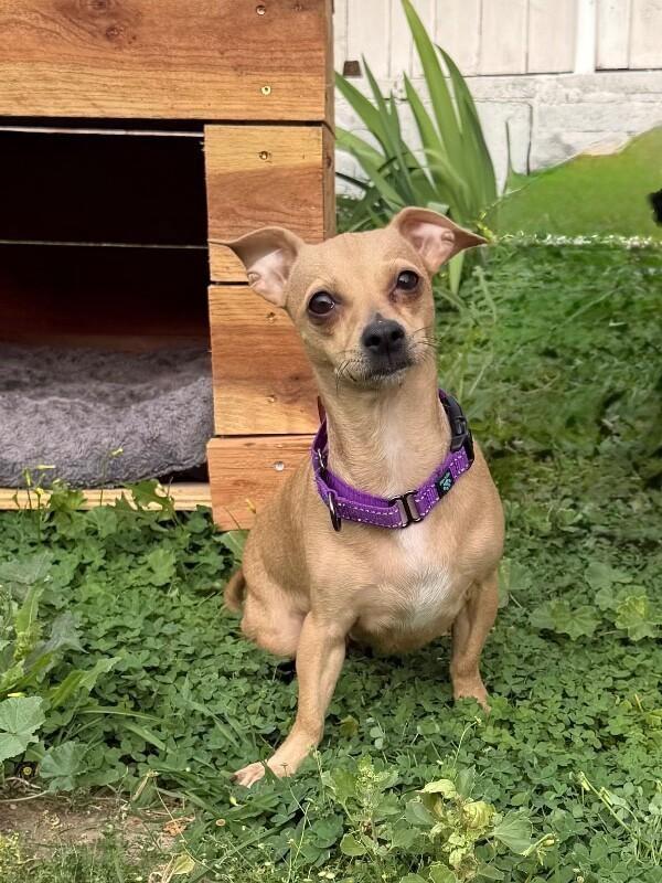 Enlarge Brandy, a Adoptable mixed breed in Van Nuys, CA image 5/6