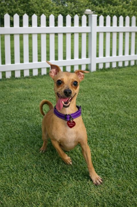 Enlarge Brandy, a Adoptable mixed breed in Van Nuys, CA image 6/6