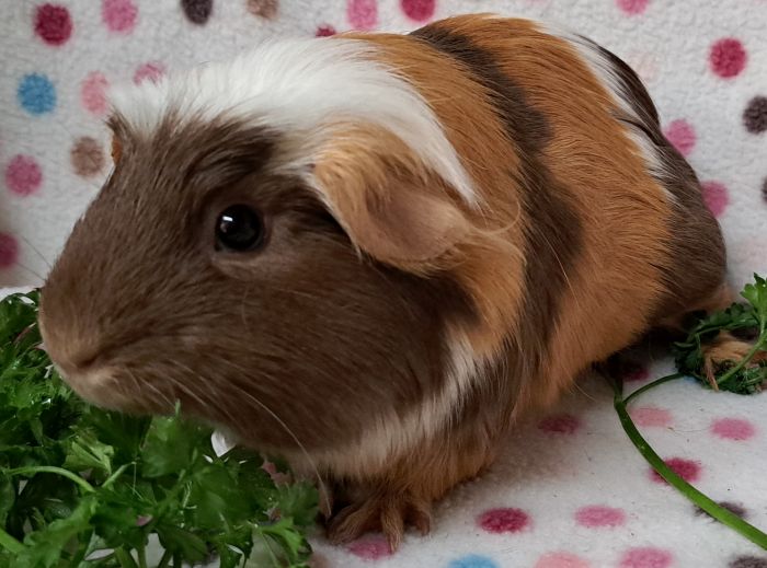Guinea Pig for adoption Biscotti, a Guinea Pig in Steger, IL Petfinder