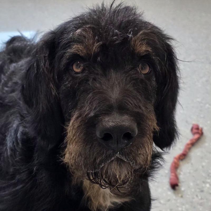 Bennie, a Adoptable mixed breed in Yankton, SD image 1/5