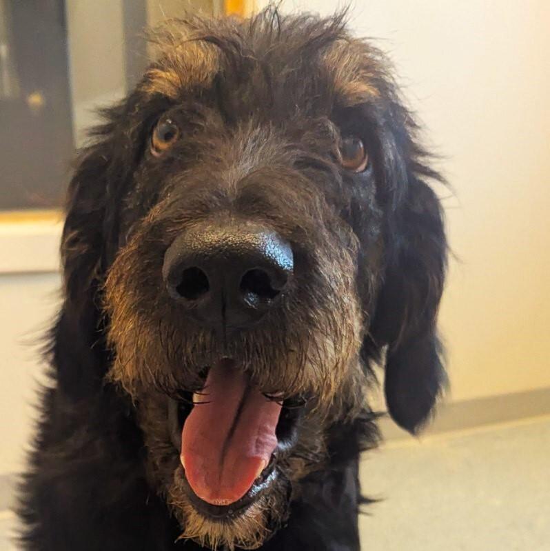 Bennie, a Adoptable mixed breed in Yankton, SD image 2/5