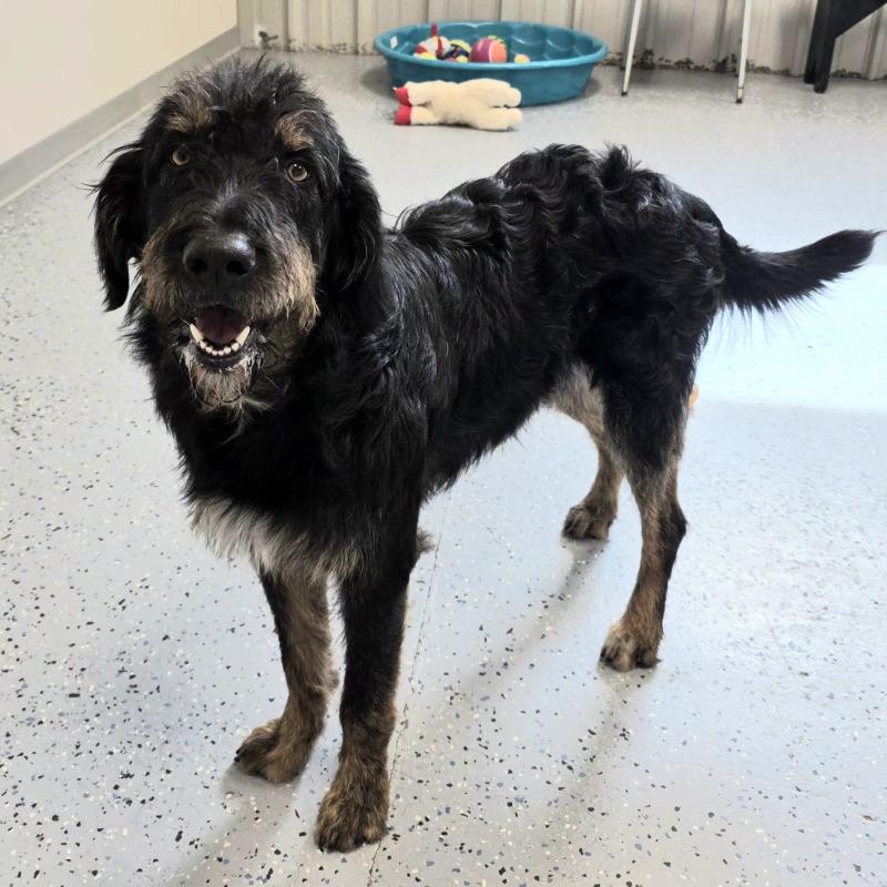 Bennie, a Adoptable mixed breed in Yankton, SD image 3/5