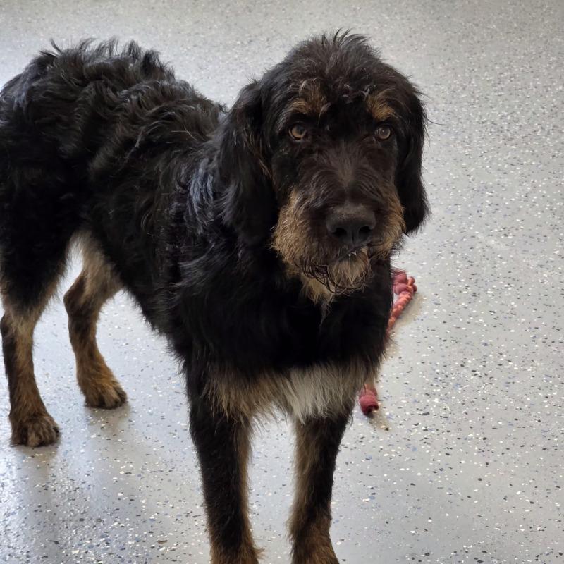Bennie, a Adoptable mixed breed in Yankton, SD image 4/5