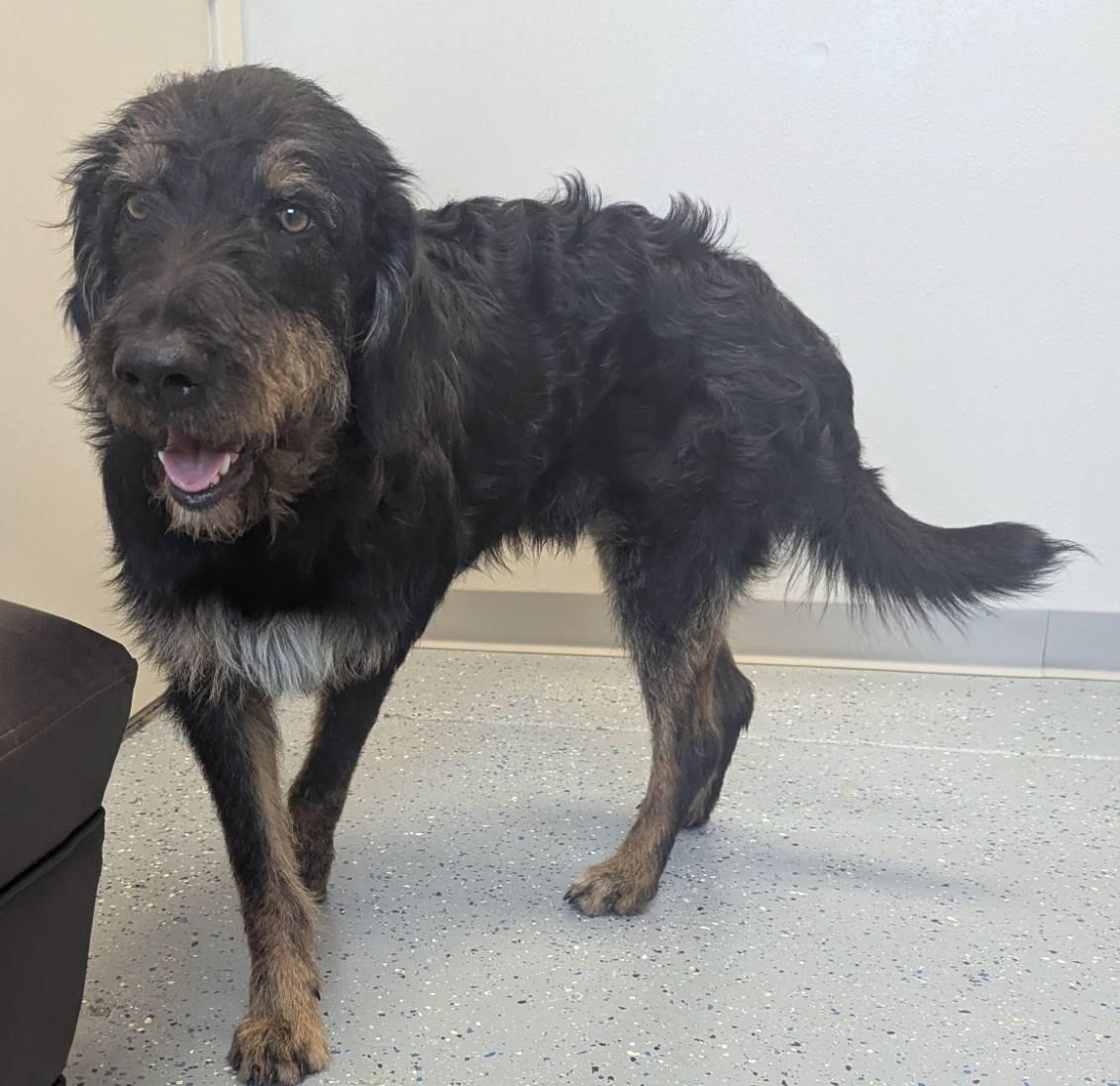 Bennie, a Adoptable mixed breed in Yankton, SD image 5/5