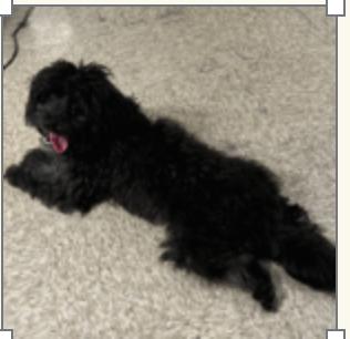 Enlarge Merci, a Adopted Miniature Schnauzer in Houston, TX image 1/2