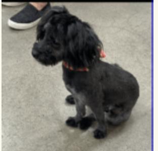 Enlarge Merci, a Adopted Miniature Schnauzer in Houston, TX image 2/2